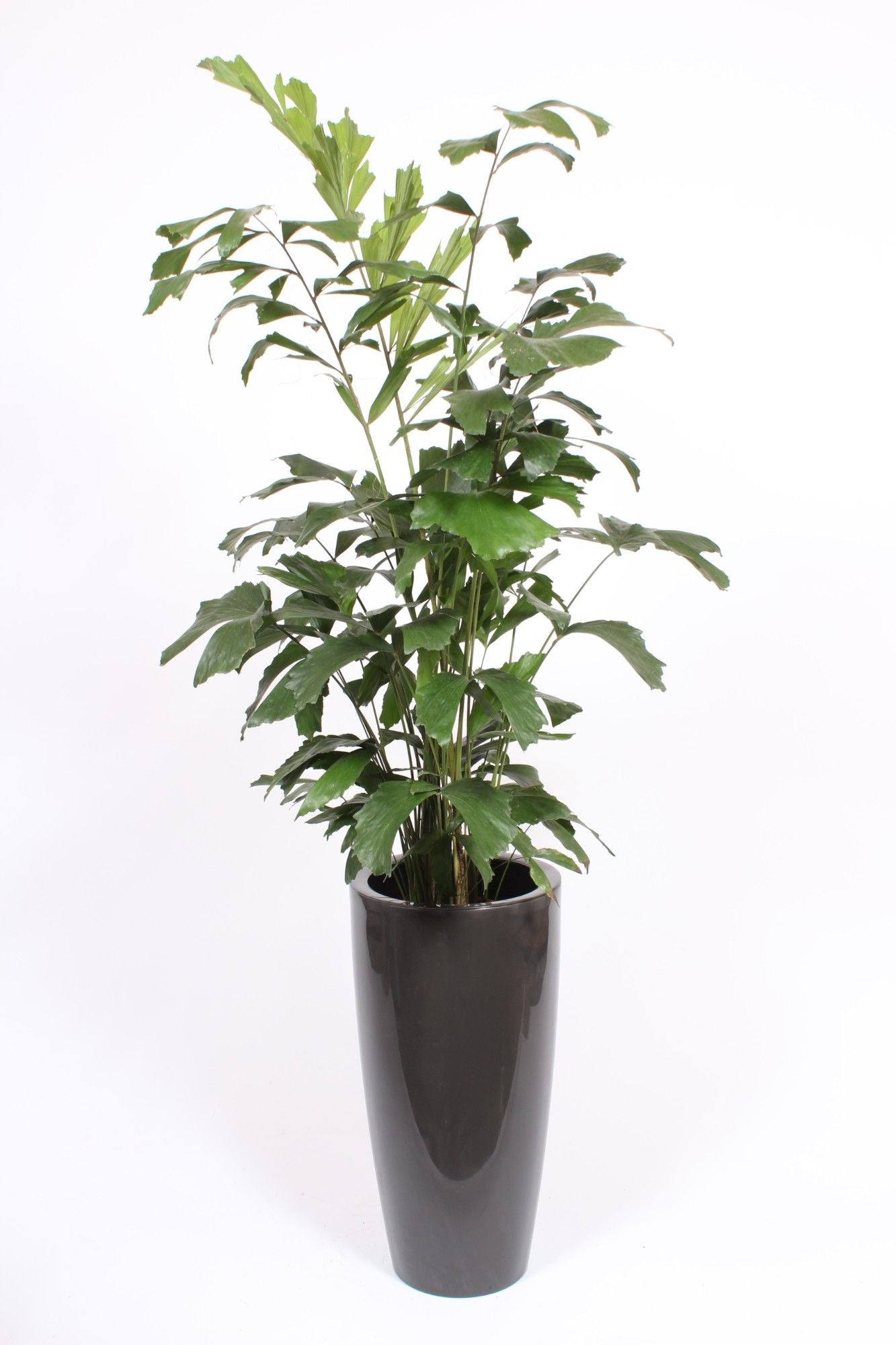 Caryota Mitis Kunststof Santorini Antraciet