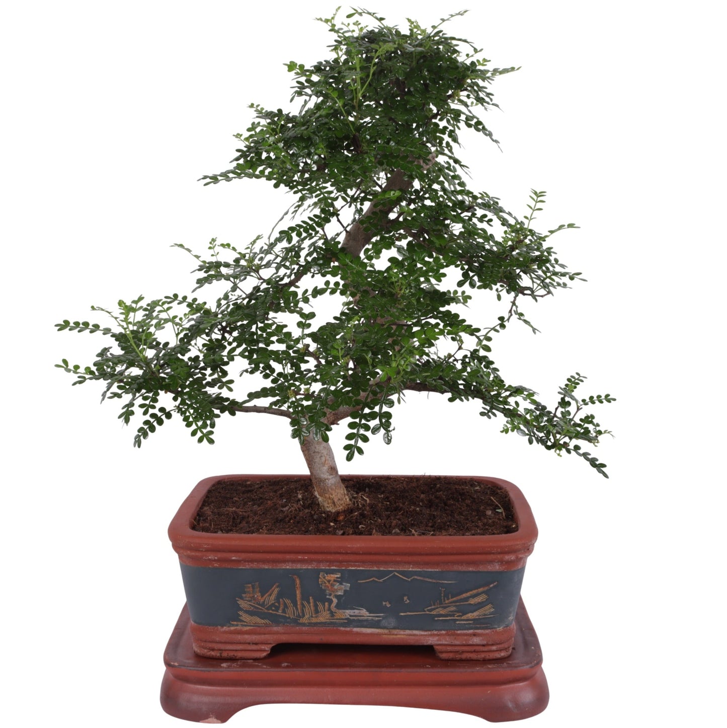 Bonsai (Indoor) Zanthoxylum Keramiek