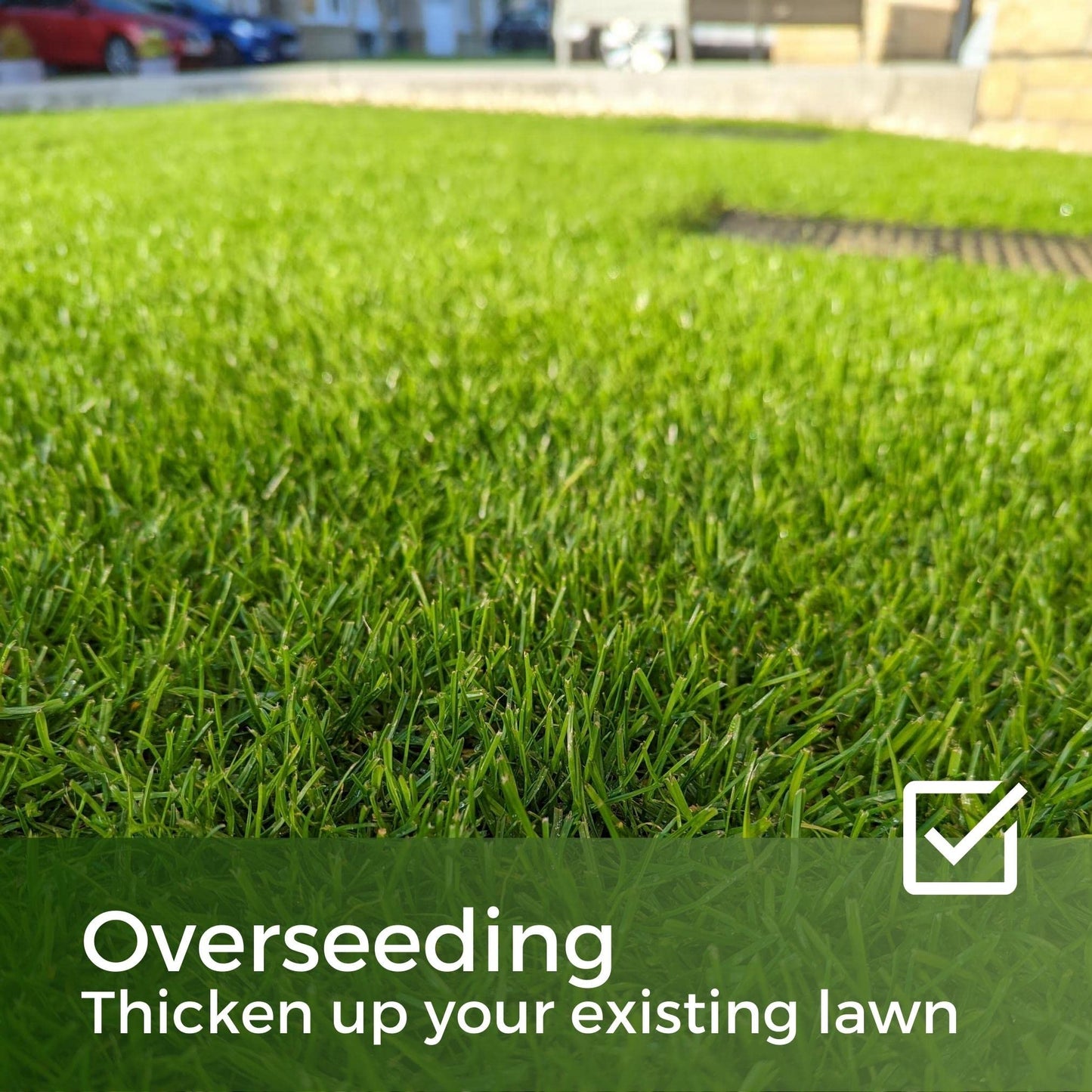 Shade & Sun Grass Seed - Shady Mix Lawn Seed - Grows in Sun and Shade - 5kg - Garden Lawncare Guy