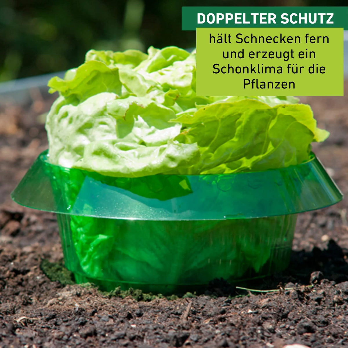 Windhager snail protection ring, snail defence, pack of 6, diameter 23 cm, green, to ward off snails, protects plants from animal bites.