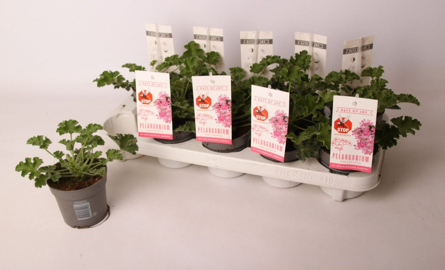 Pel Graveolens Pink Capitatum