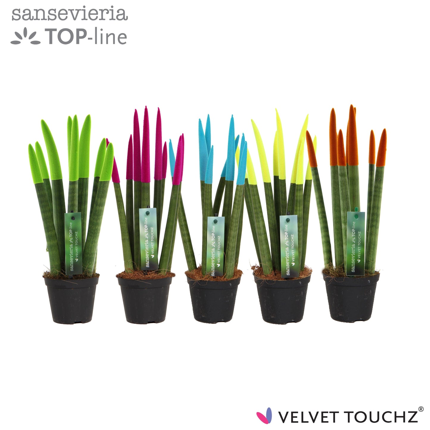Sans Cyl Velvet Touch Ibiza