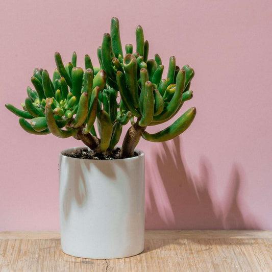 Jade plant - Crassula ovata 'Hobbit' - Height 55-60cm - ⌀30cm