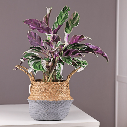 Prayer Plant - Calathea Lietzei 'White Fusion' - Height 30-40cm - ⌀14cm