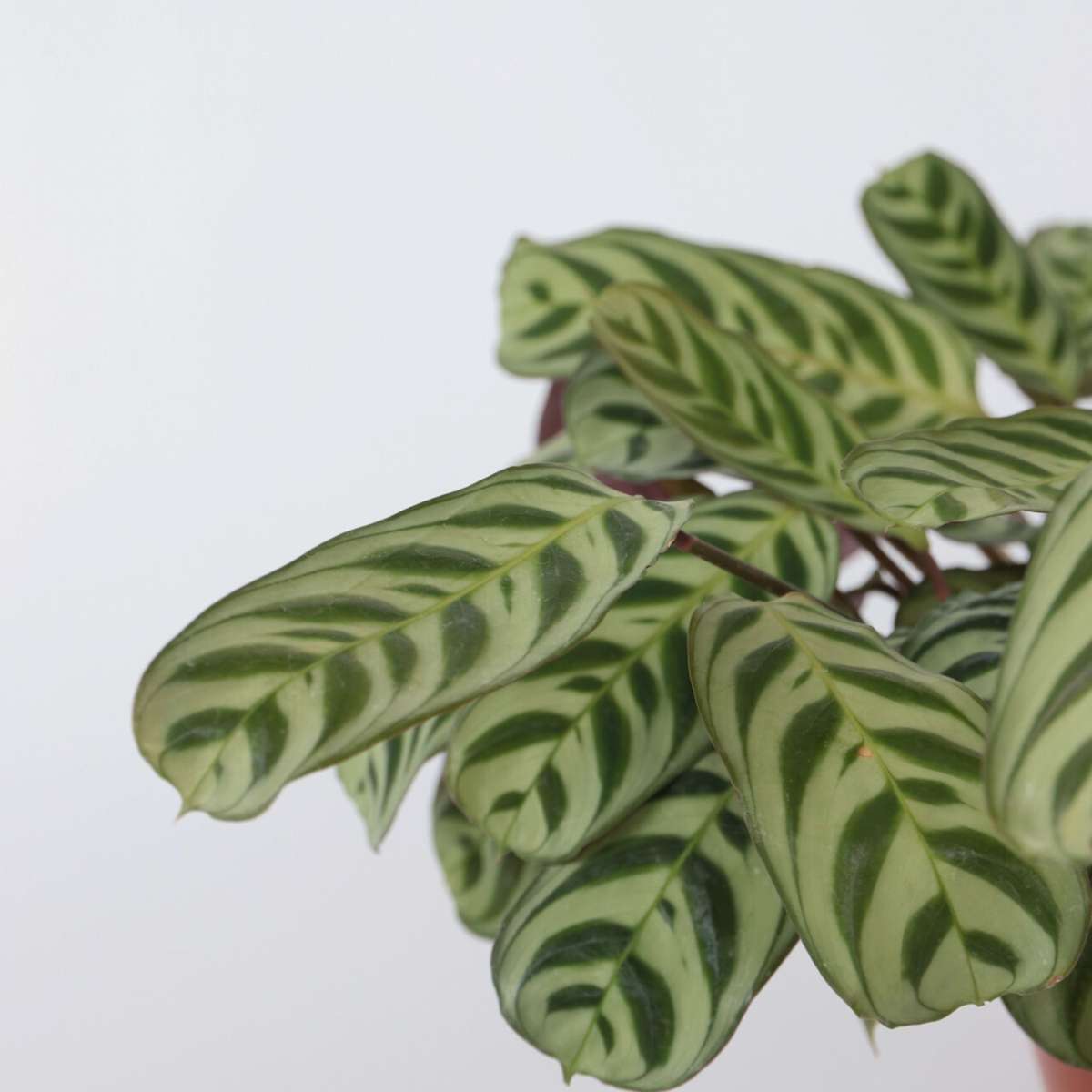 Never Never Plant - Ctenanthe 'burle-marxii' - Height 30-40cm - ⌀14cm