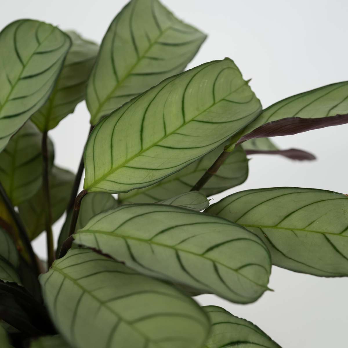 Never Never Plant - 2 pcs. - Ctenanthe Burle-Marxii 'Amagris' - H25-35cm - ⌀14cm