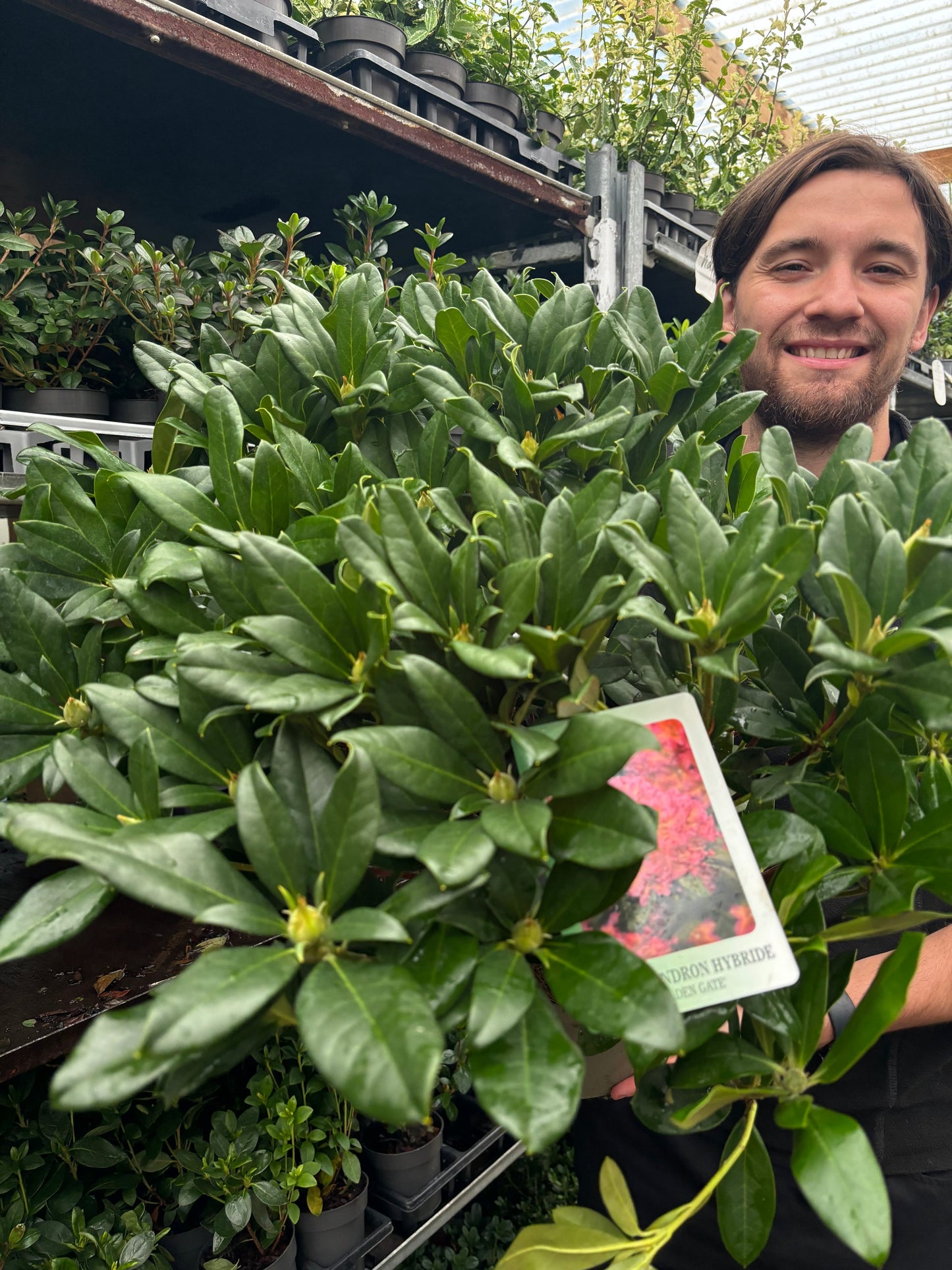 Rhododendron 'Golden Gate' 5L