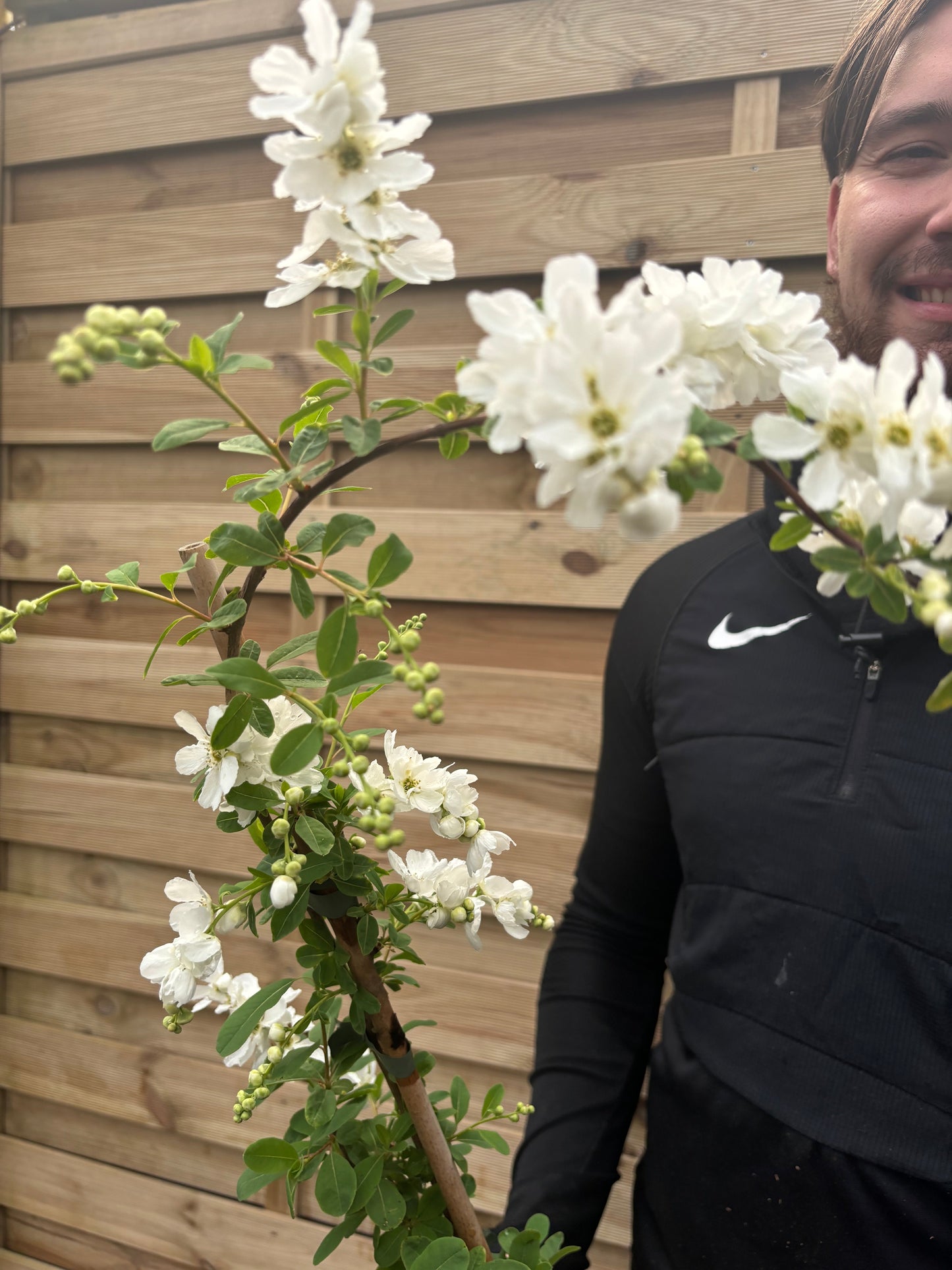 Exochorda × macrantha 'The Bride' 2L