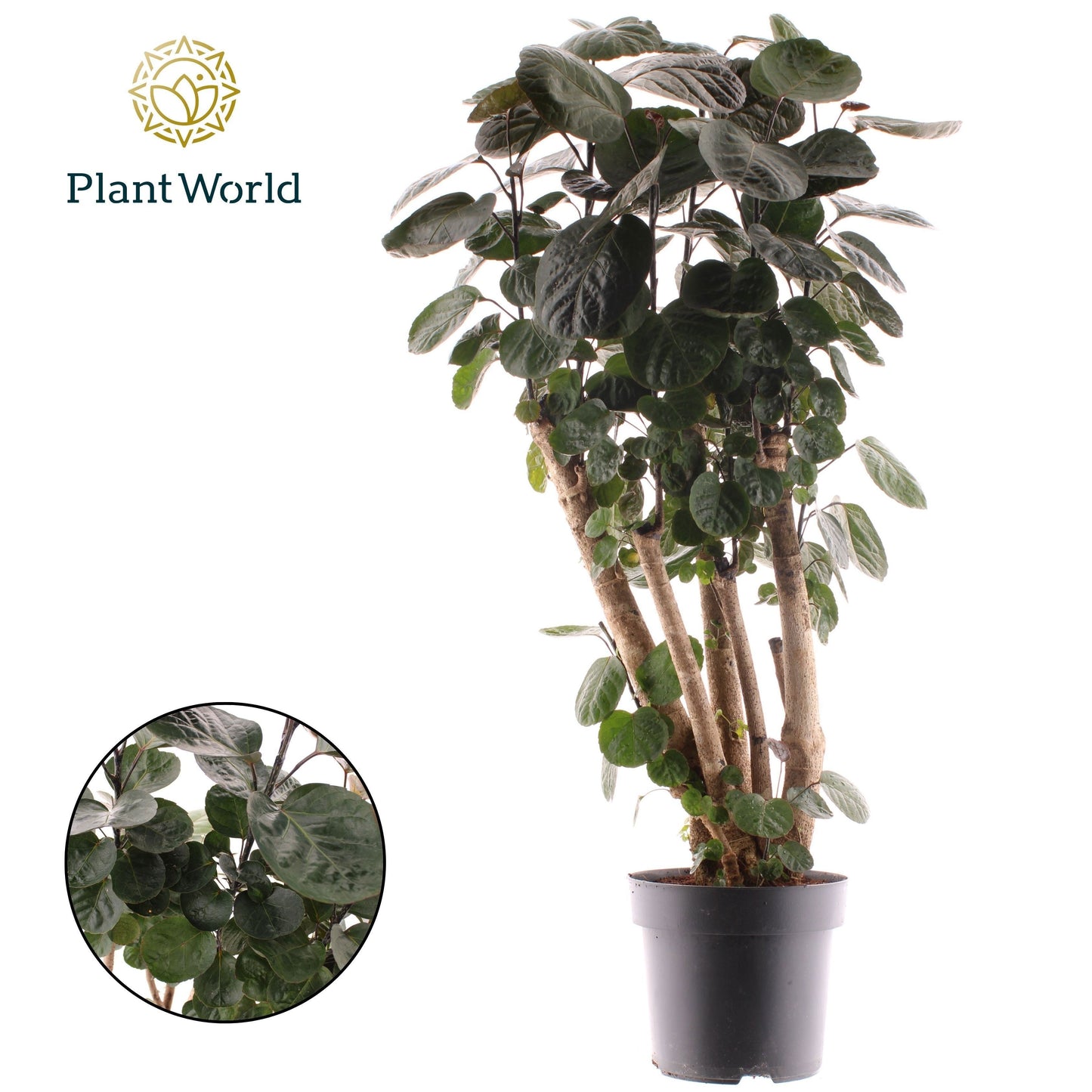 Polyscias Fabian