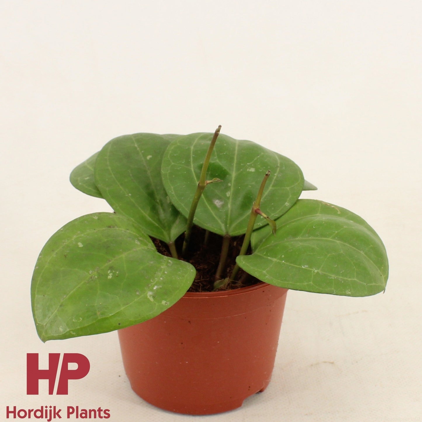 Hoya Sarawak Cream