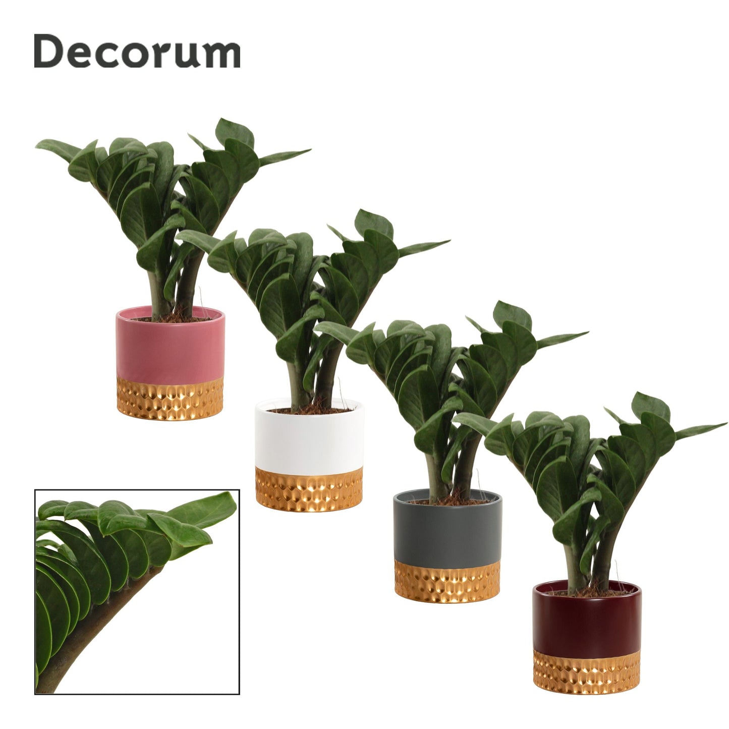 Zamioculcas Zamiifolia Zenzi Keramiek Frederique