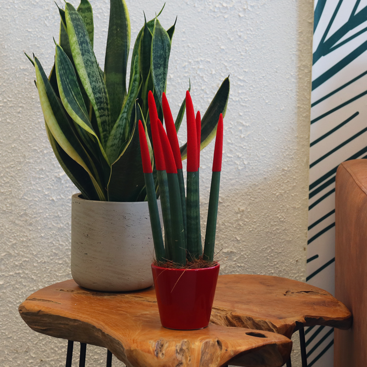 Snake Plant Velvet Touch - Sansevieria cylindrica - Height 20-40cm - ⌀9cm