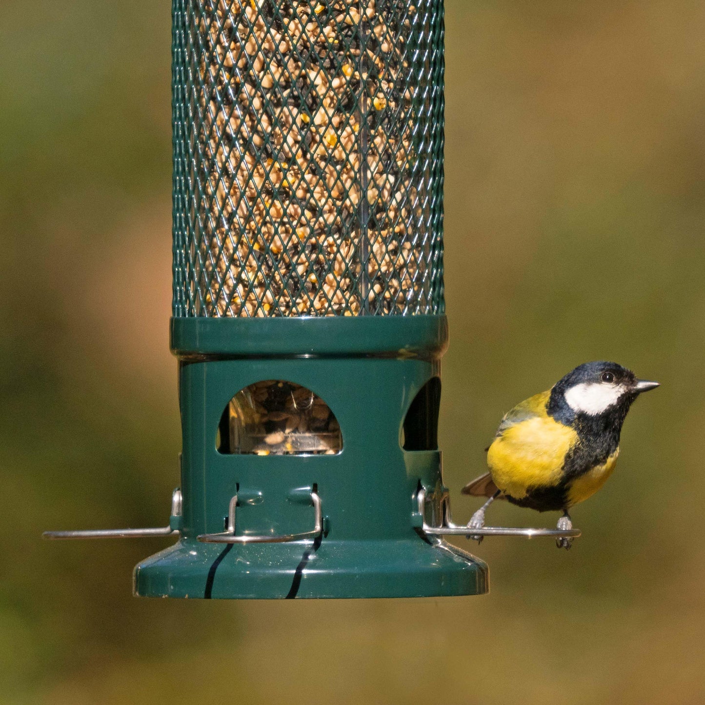 Squirrel Proof Bird Feeder for Seeds - Jacobi Jayne? Squirrel Buster? Seed Bird Feeder ? Pigeon Proof Metal Bird Seed Feeder for Wild Birds ? Easy