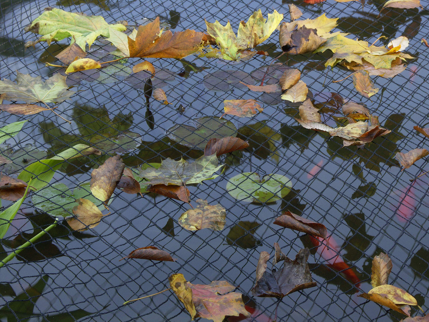 Blagdon 1022415 Clearview Pond Cover Netting, Strong Double Weave, Black, Fine, with 10 Fixing Pegs, Net Size 6m x 5m (20? x 16? 6?), Protects Pond
