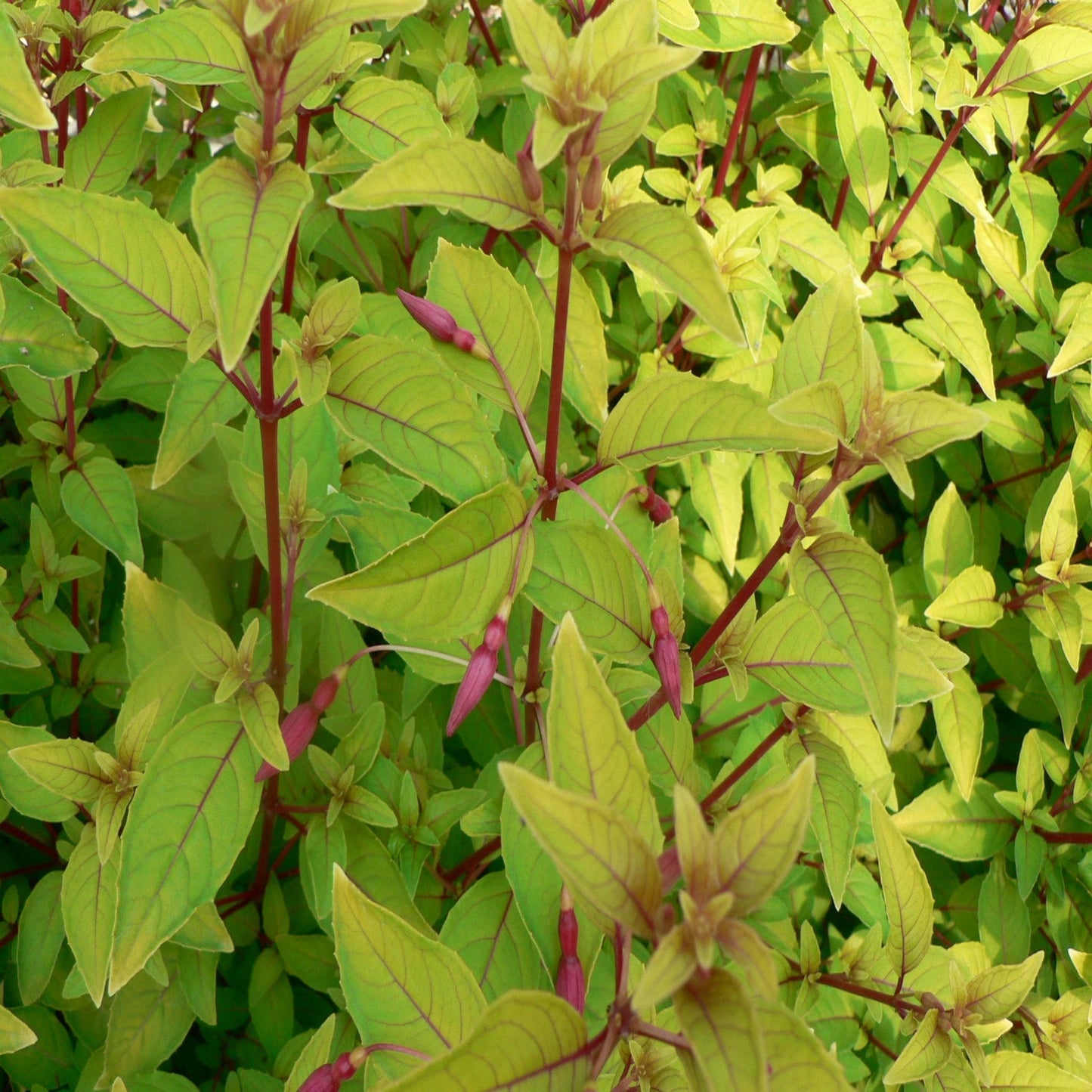 Hardy Fuchsia 'Genii' 9cm shrub flower