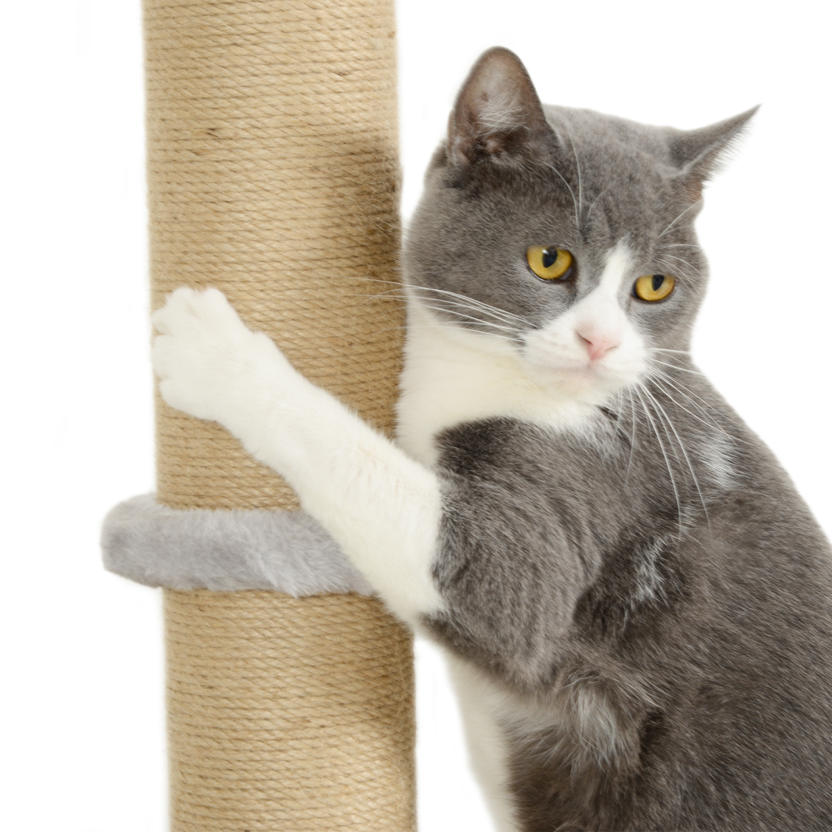 PawHut 4 Piece Cat Shelves w/ Scratching Post, Steps, Jumping Platform