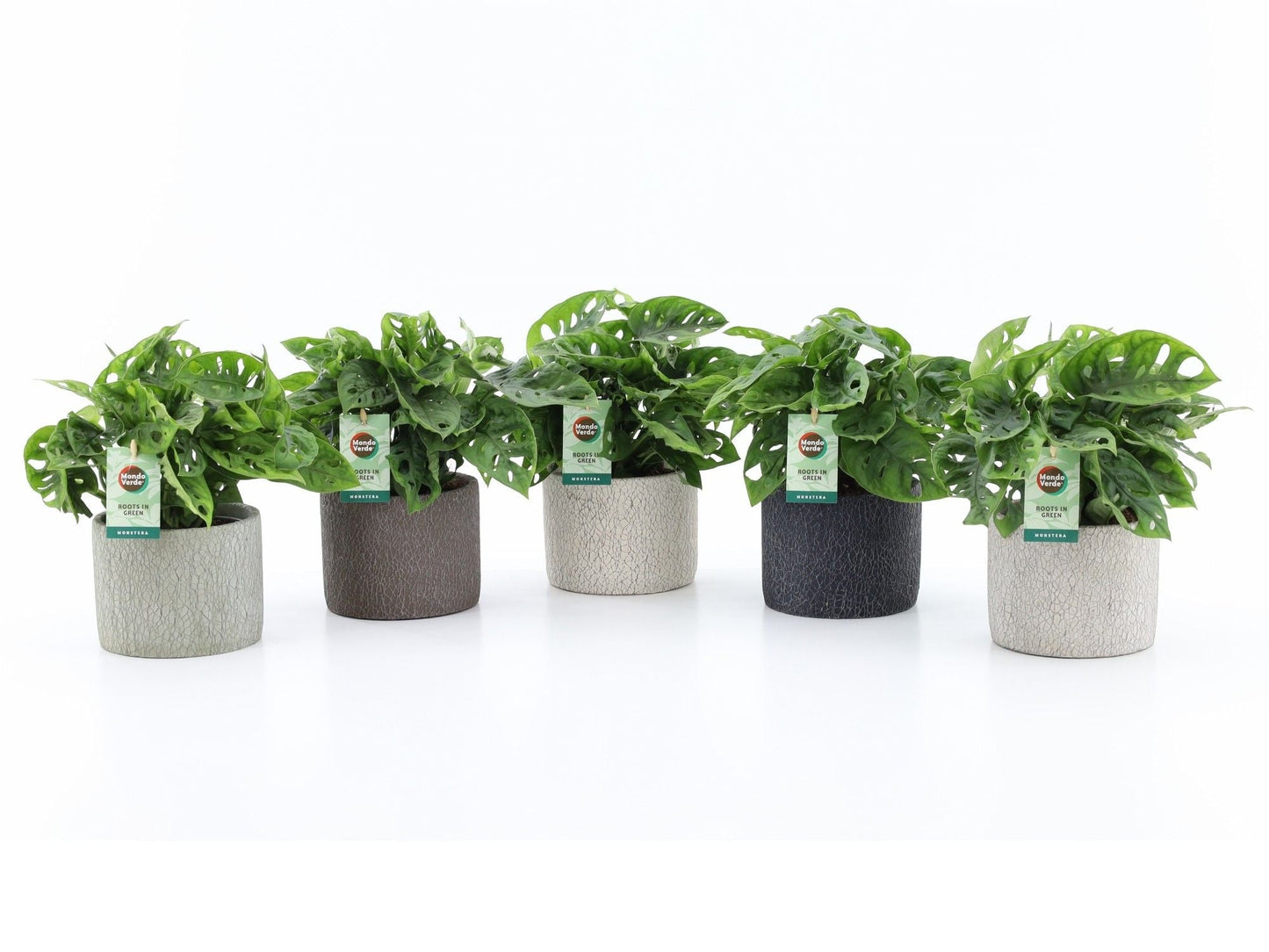 Monstera Adansonii Keramiek Classic Stone