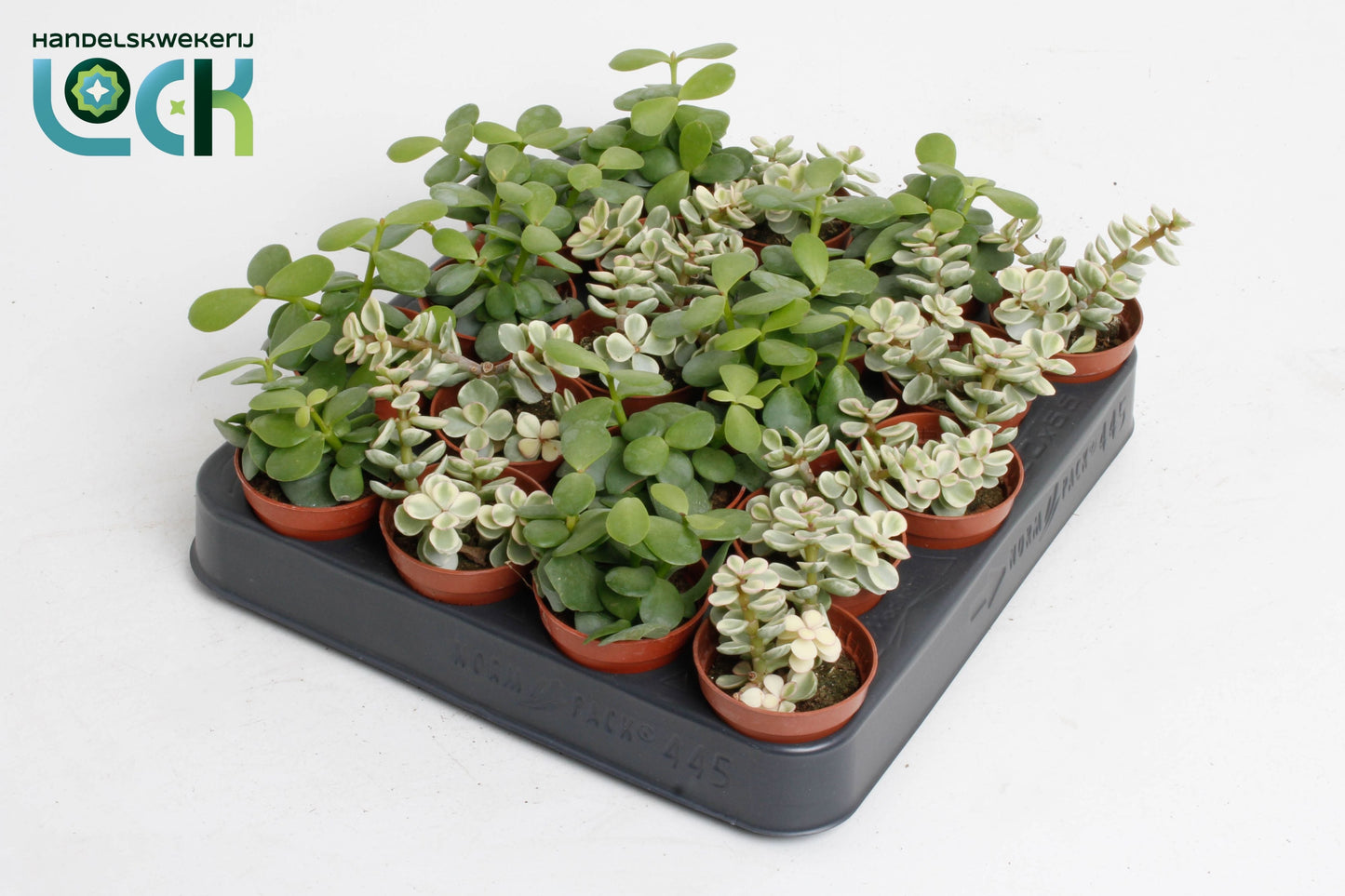 Portulacaria Afra Gemengd