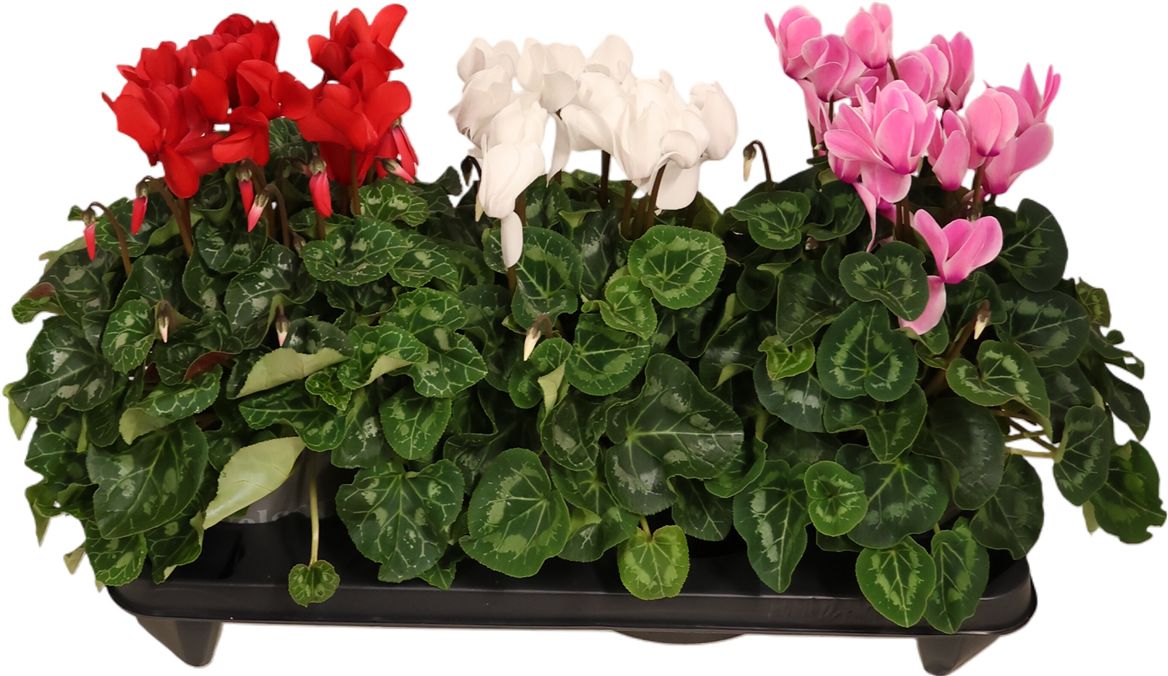 Cyclamen Per Ss Licht Roze l