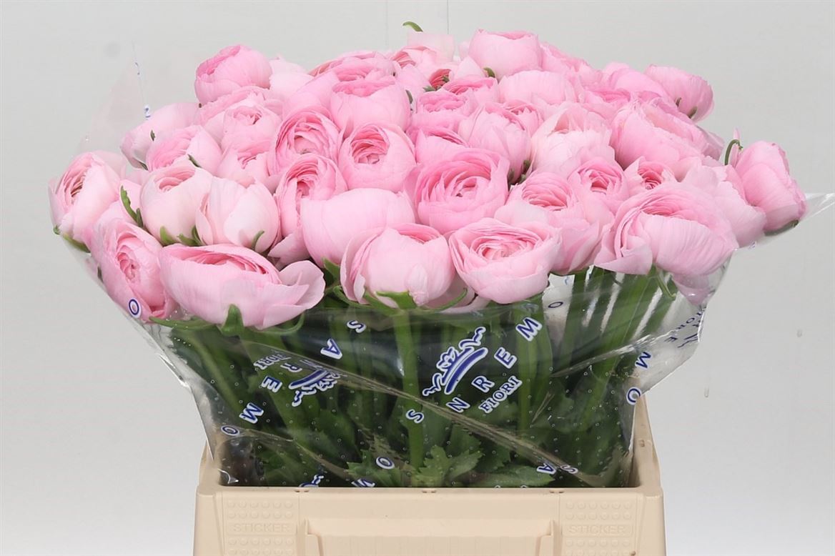 Ranunculus Su Lady