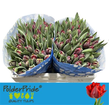 Tulip Du Red Princess