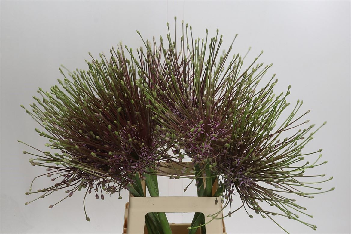 Allium Schubertii (10 Stems)