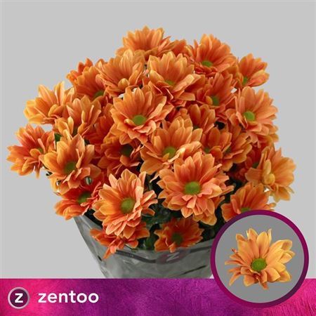 Chrysanthemum Spray Kaya/ Orange