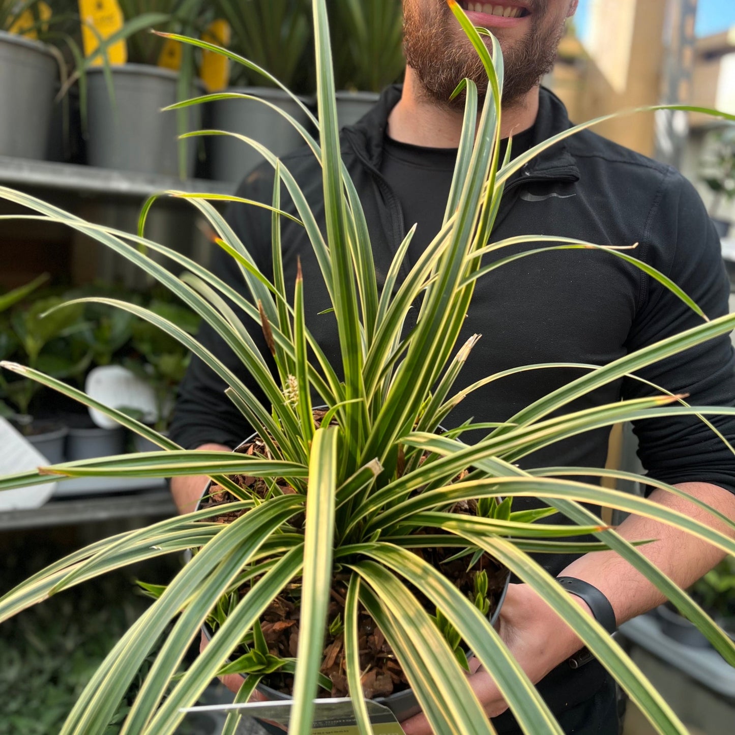 Carex morrowii 'Ice Dance' 3L