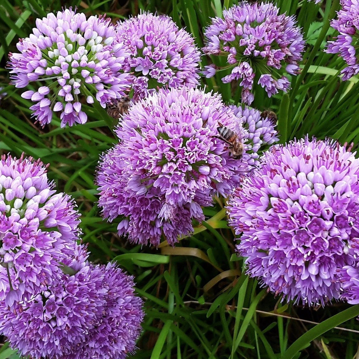 Allium 'Millenium' 2L