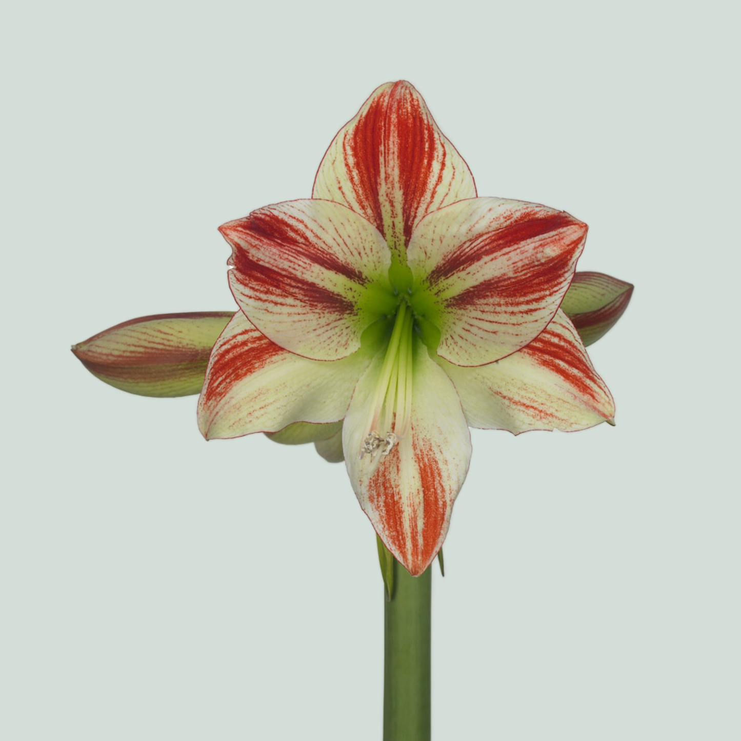 Amaryllis Ambiance