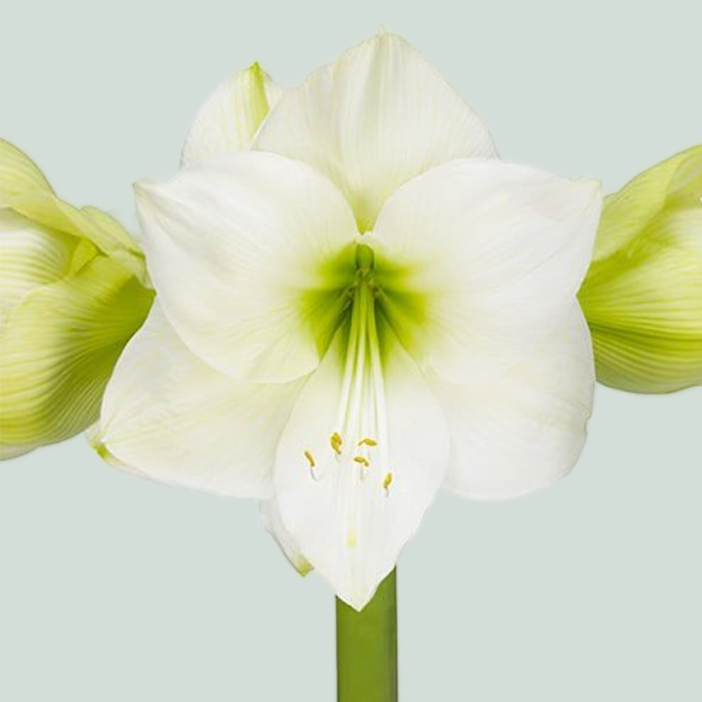 Amaryllis Casablanca