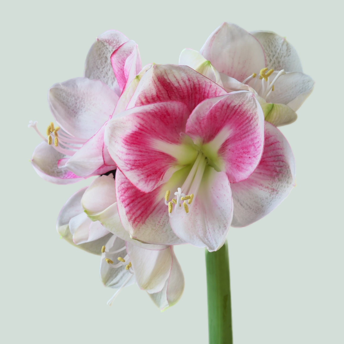 Amaryllis Exception