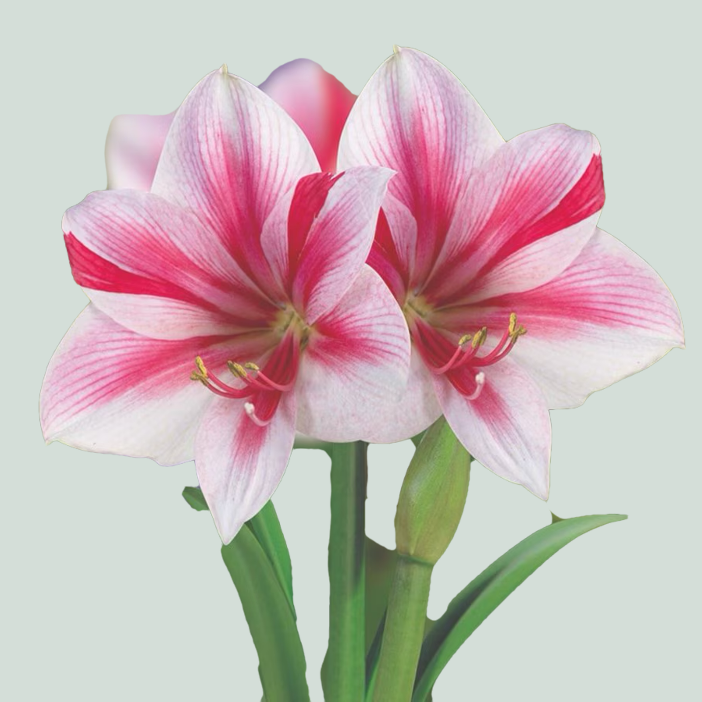 Amaryllis Gervase