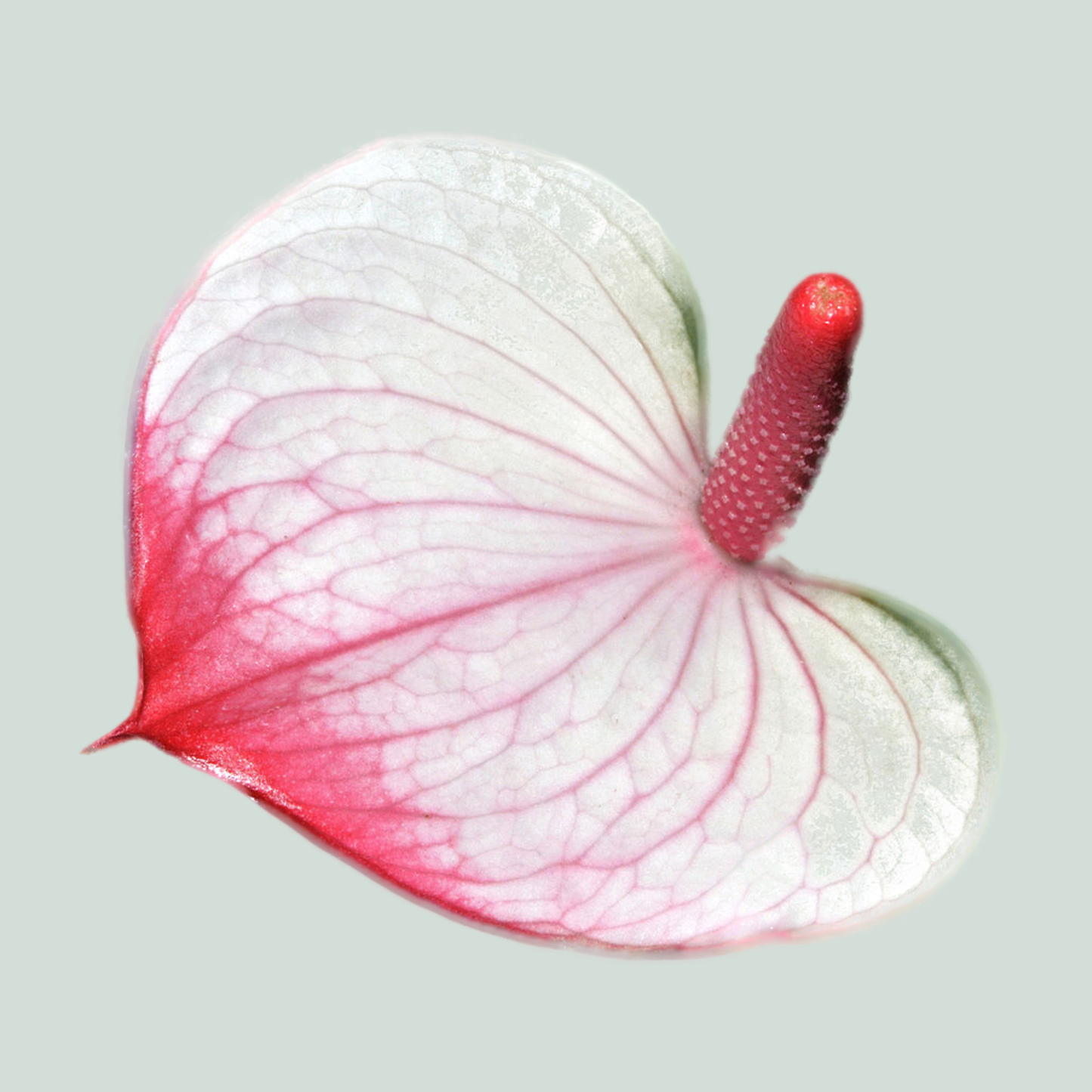 Anthurium Amalia Elegance
