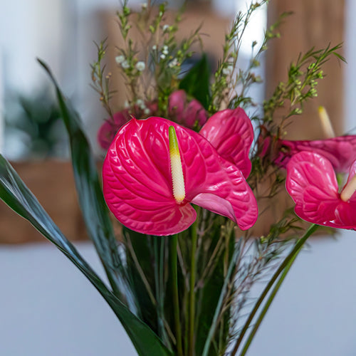 Anthurium Caribo