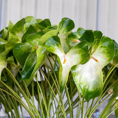 Anthurium Denali