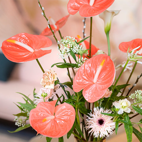 Anthurium Farao