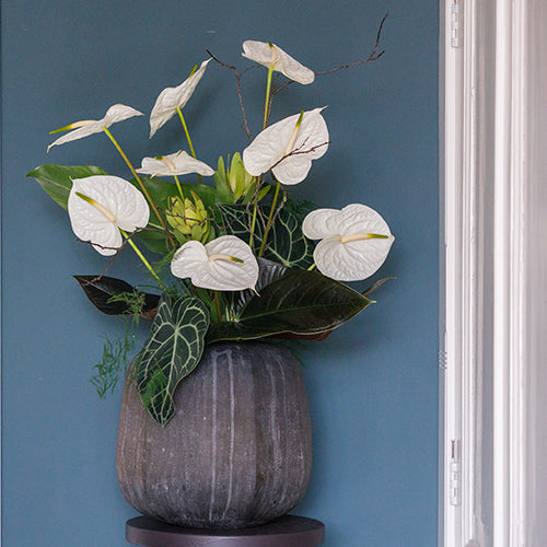 Anthurium Graciosa