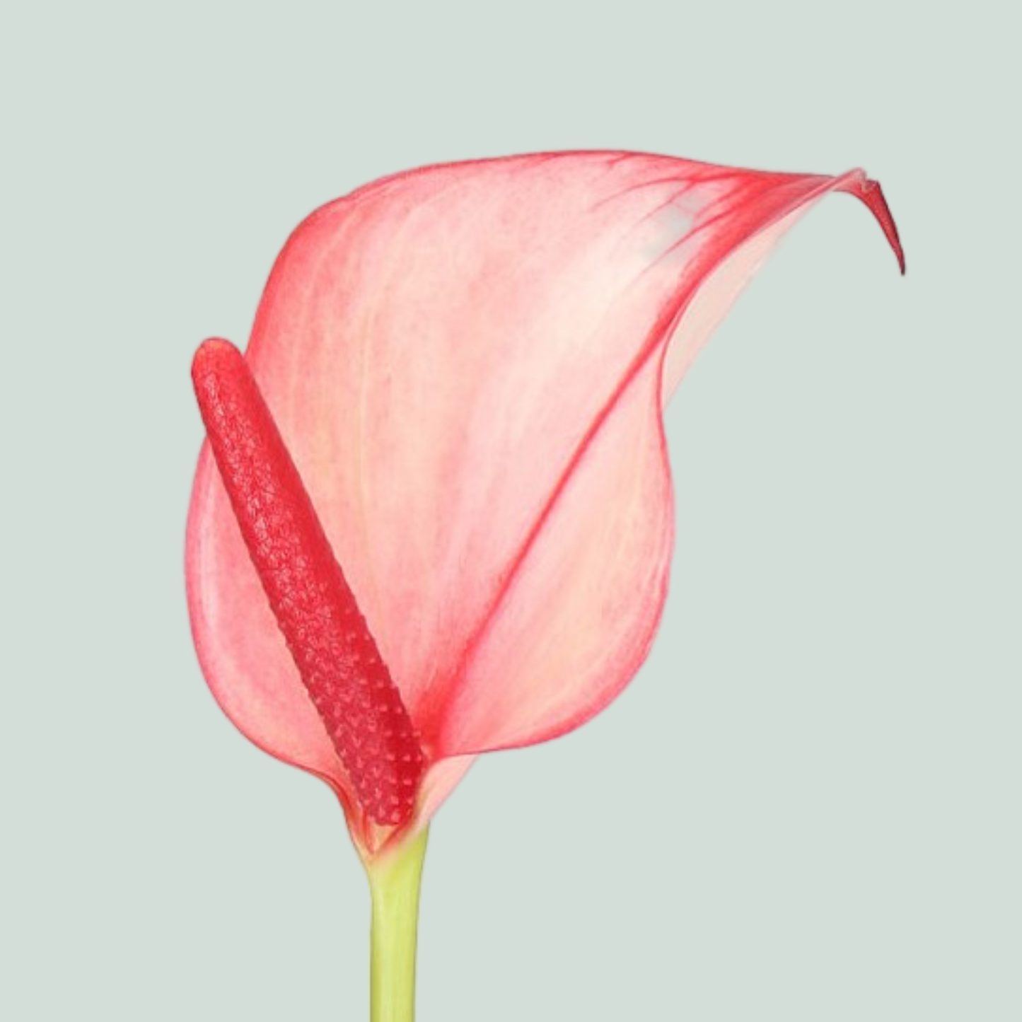 Anthurium Hot Lips