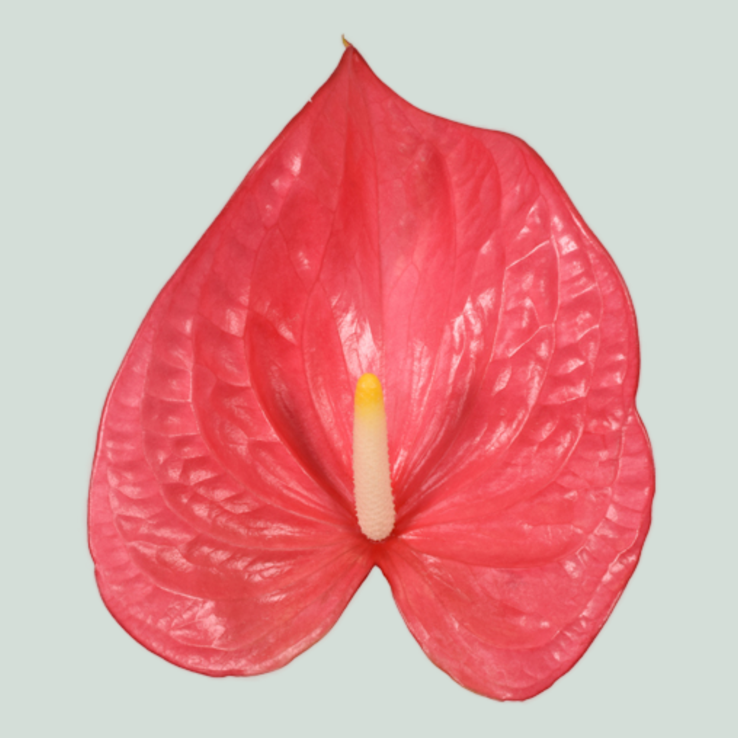 Anthurium Maine