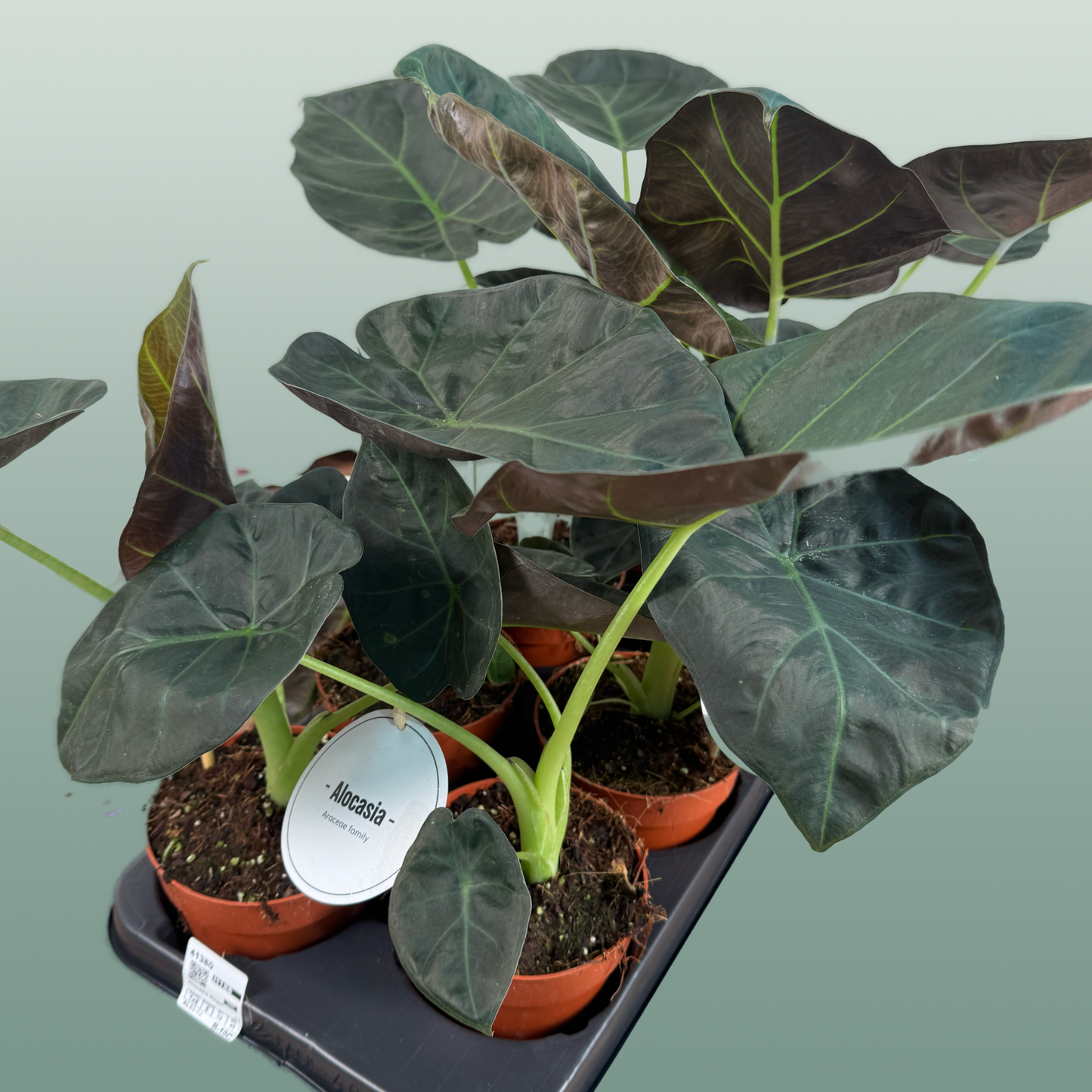 Anthurium Regale