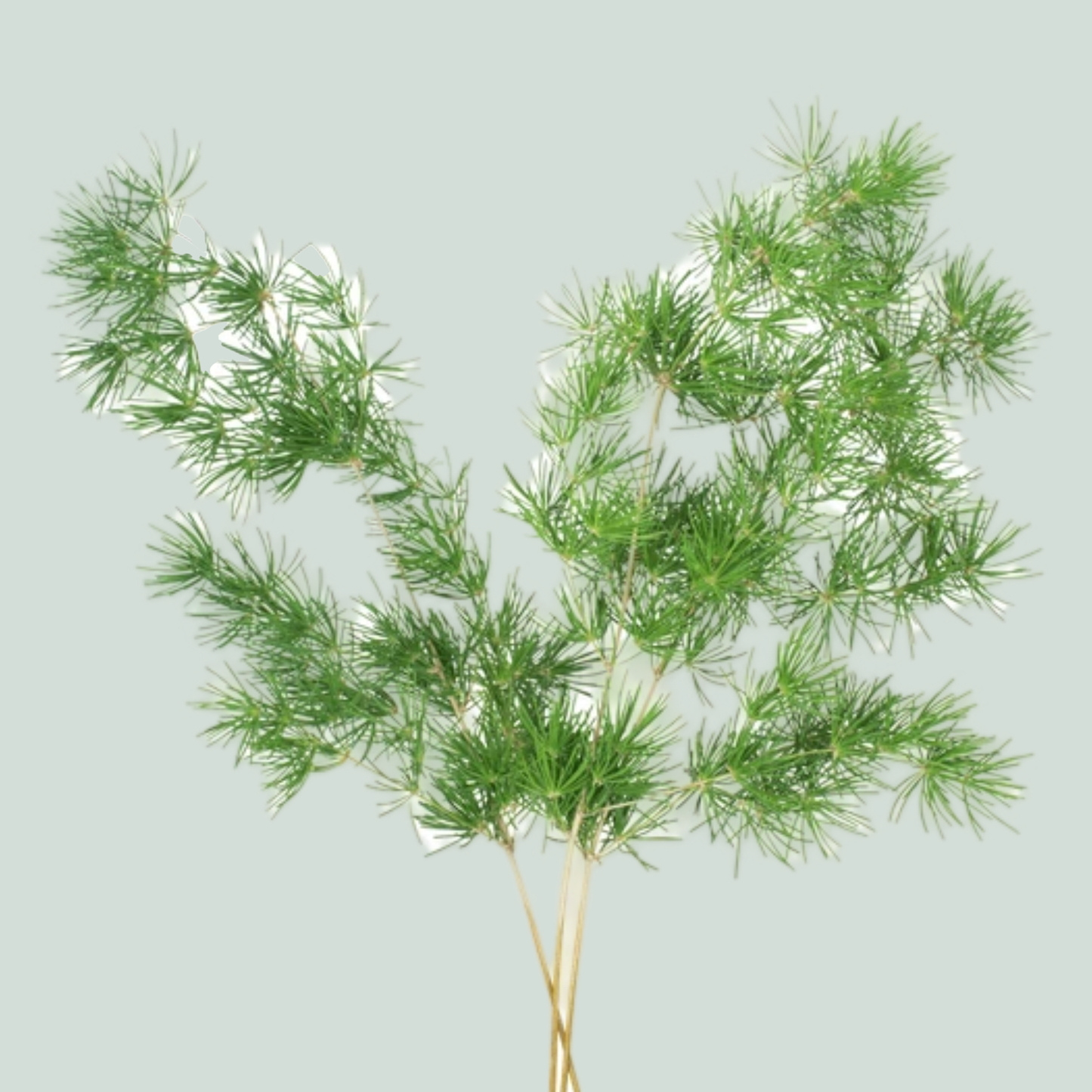 GR Asparagus Sprengeri