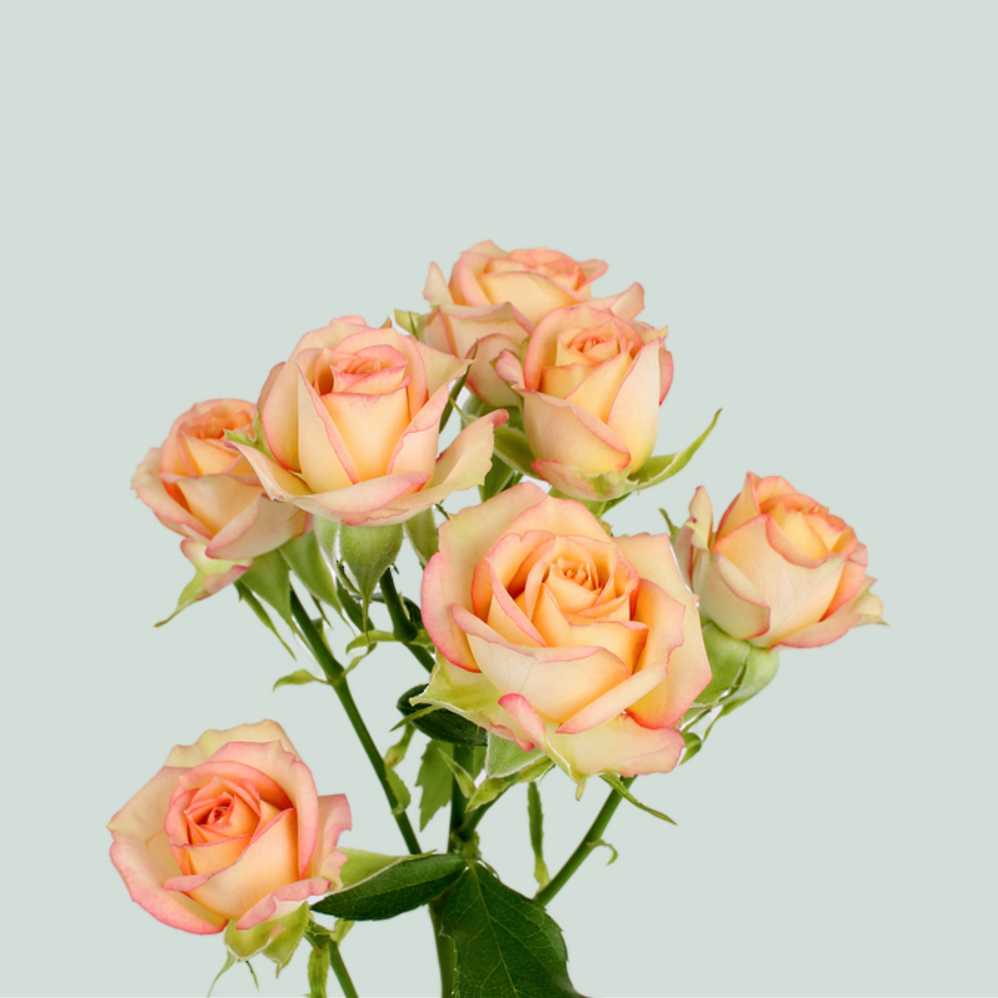 Spray Rose Azore