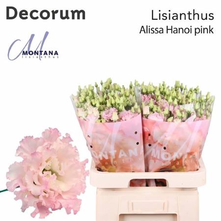 Eustoma Alissa Hanoi Pink (10 Stems)