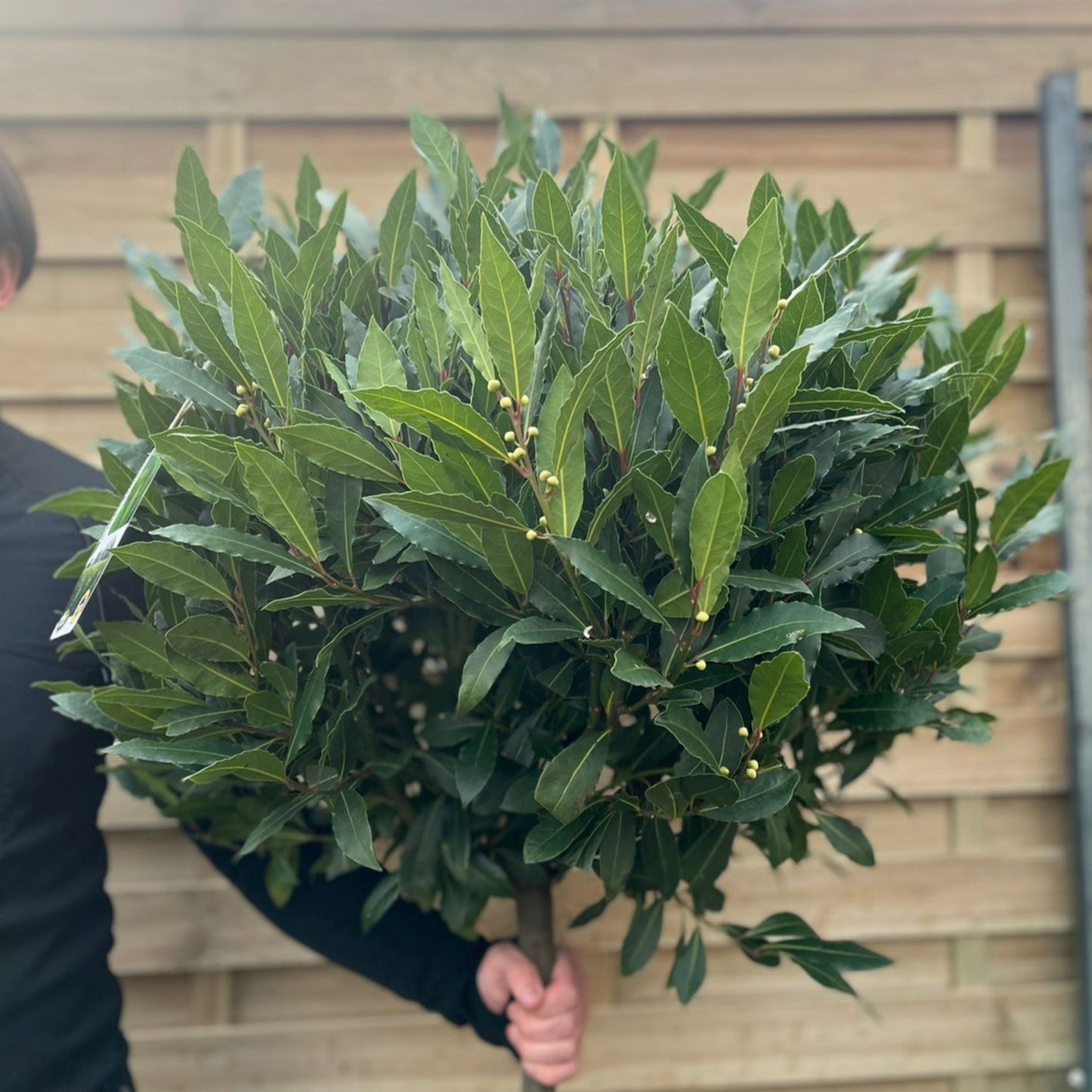 3/4 Standard Bay Tree | Laurus nobilis |160-170cm