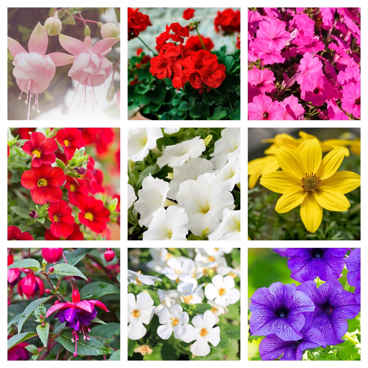 Summer Bedding Mix 3 x 13.5cm Pots