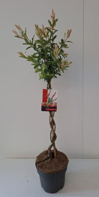 Salix intergra 'Hakuro - Nishiki' Flamingo Dwarf Willow Tree BRAIDED