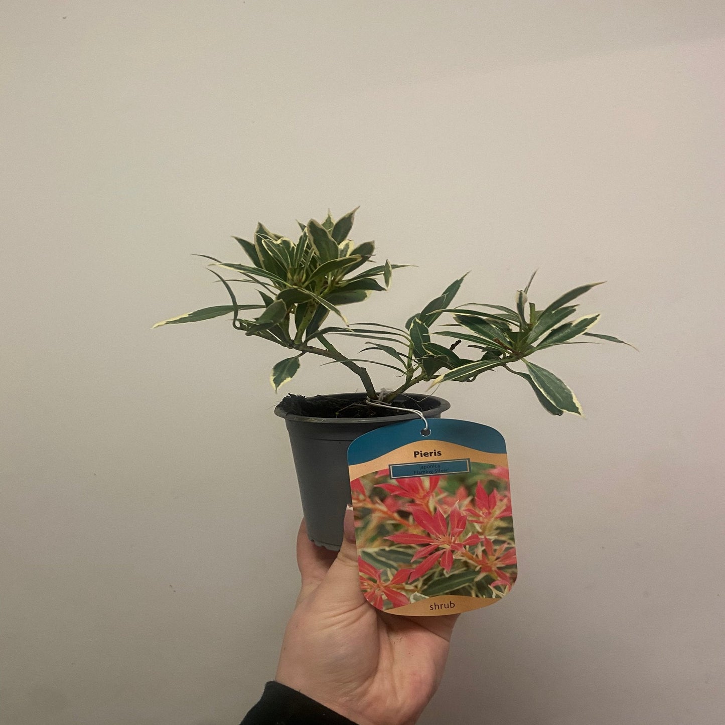 Pieris Japonica ‘Flaming Silver’ 9cm/2L