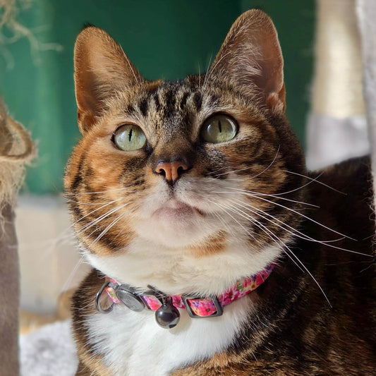 Florentina - Cat Collar, One Size