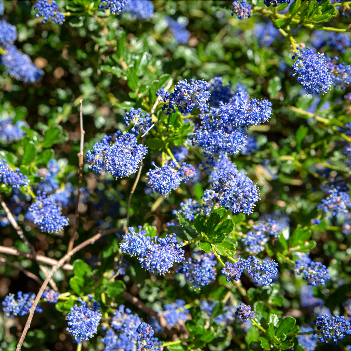 Ceanothus 'Spring Party' (Californian Lilac) 2L